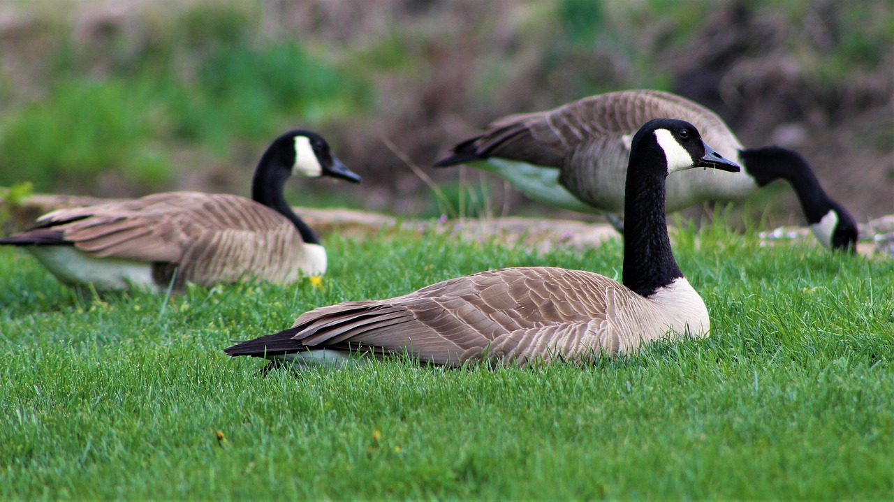 canadiangeese