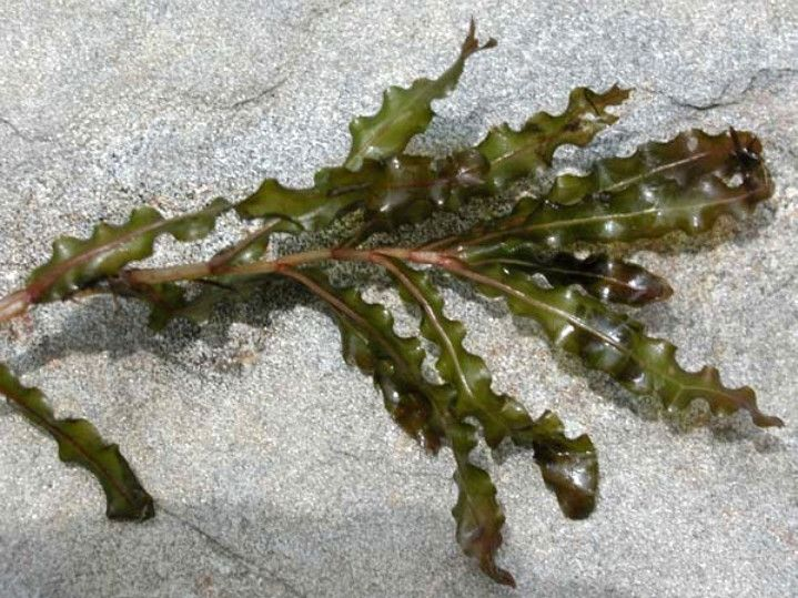 curlyleafpondweed