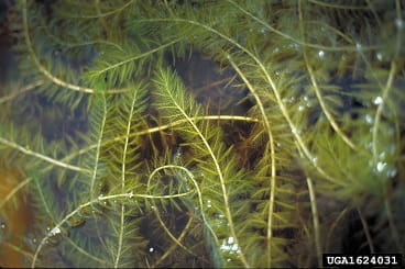 eurasionmilfoil