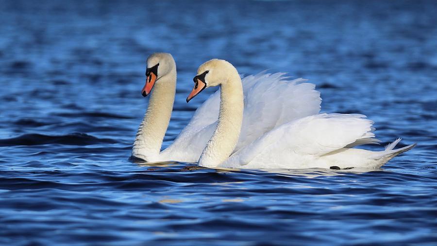 muteswans