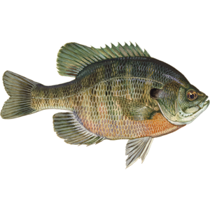 Bluegill and Sunfish