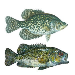 Black Crappie and Rock Bass