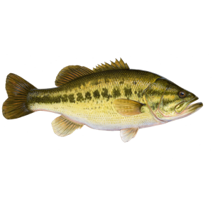 Largemouth Bass