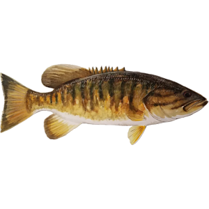 Smallmouth Bass