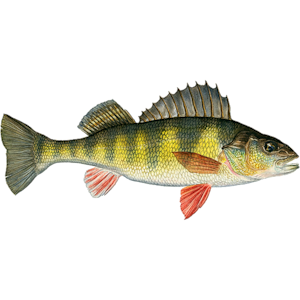 Yellow Perch
