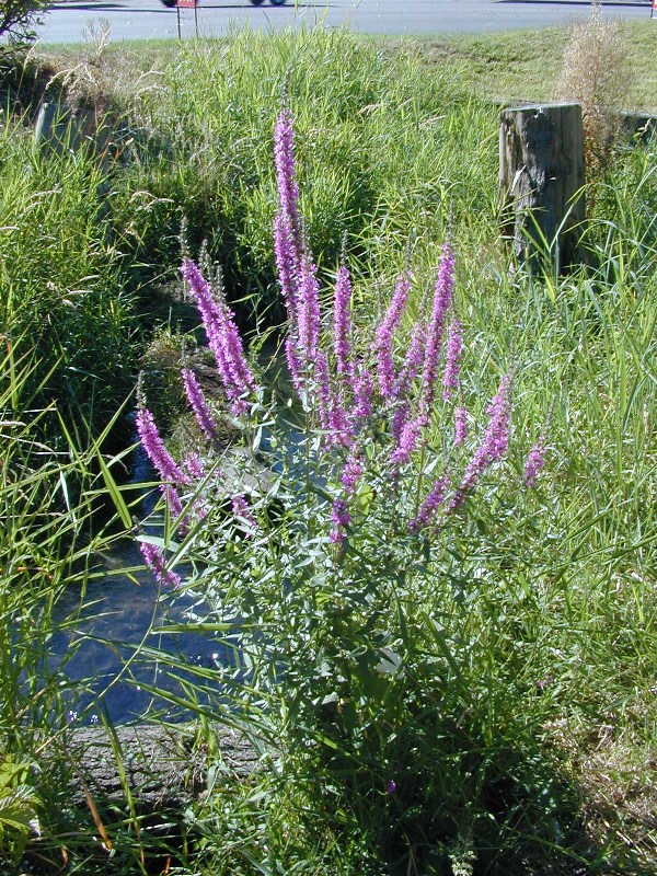 purple loosestrife plant flowering