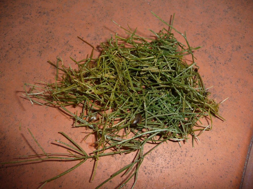 starrystonewort