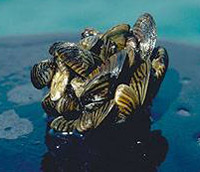 zebra mussel